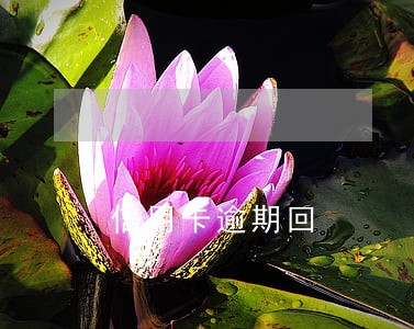 信用卡逾期回