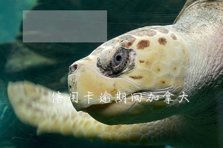 信用卡逾期回加拿大