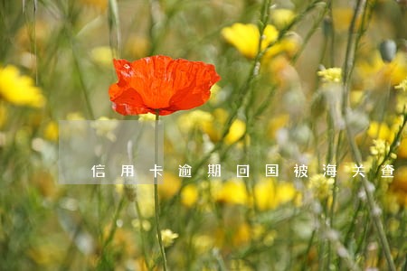 信用卡逾期回国被海关查 信用卡逾期回国被海关查