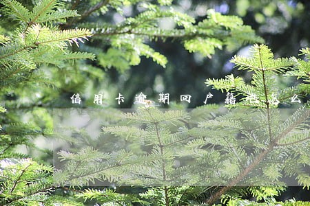 信用卡逾期回户籍地怎么回事 信用卡逾期回户籍地怎么回事