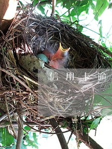 信用卡逾期回访报告