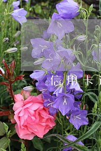 信用卡逾期国家新规定