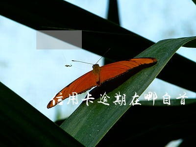 信用卡逾期在哪自首 信用卡逾期在哪自首
