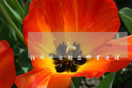 信用卡逾期在哪里受理