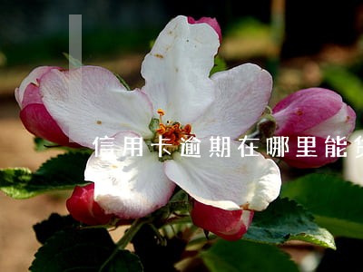 信用卡逾期在哪里能贷款 信用卡逾期在哪里能贷款