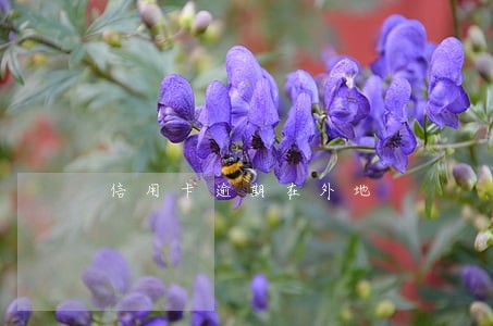 信用卡逾期在外地