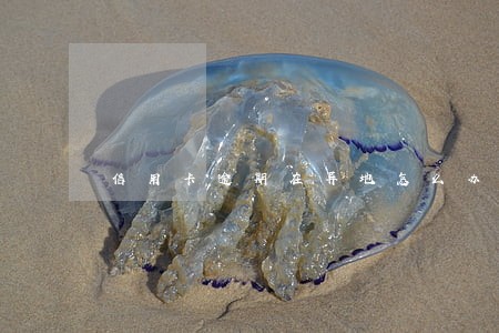 信用卡逾期在异地怎么办理协商 信用卡逾期在异地怎么办理协商