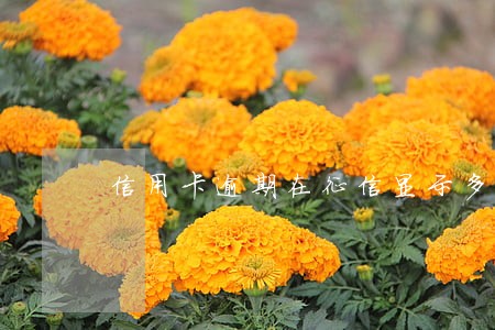 信用卡逾期在征信显示多久 信用卡逾期在征信显示多久