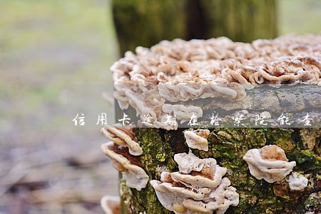 信用卡逾期在检察院能查出来嘛 信用卡逾期在检察院能查出来嘛
