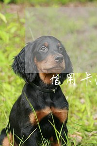 信用卡逾期在还上能消除征信吗 信用卡逾期在还上能消除征信吗