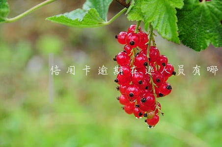 信用卡逾期在逃人员有哪些 信用卡逾期在逃人员有哪些