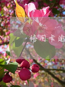 信用卡逾期地址是九年前地址 信用卡逾期地址是九年前地址
