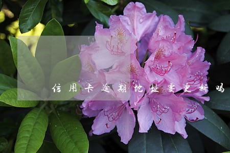 信用卡逾期地址要更新吗我爱卡