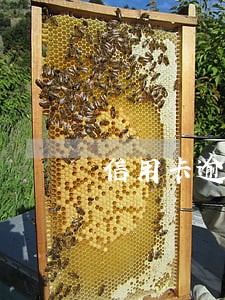 信用卡逾期坐牢了没还款能力了 信用卡逾期坐牢了没还款能力了