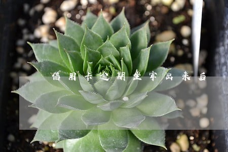 信用卡逾期坐牢出来后 信用卡逾期坐牢出来后
