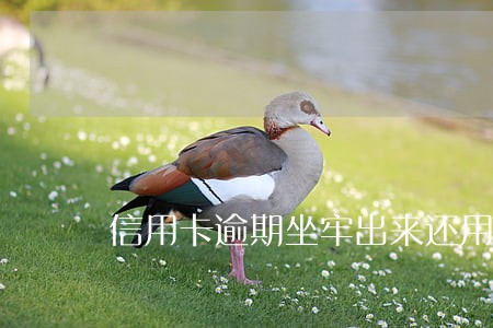 信用卡逾期坐牢出来还用不用还 信用卡逾期坐牢出来还用不用还