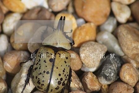 信用卡逾期坐牢出狱 信用卡逾期坐牢出狱