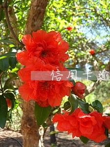 信用卡逾期坐牢判刑 信用卡逾期坐牢判刑