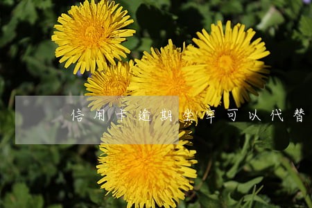 信用卡逾期坐牢可以代替吗
