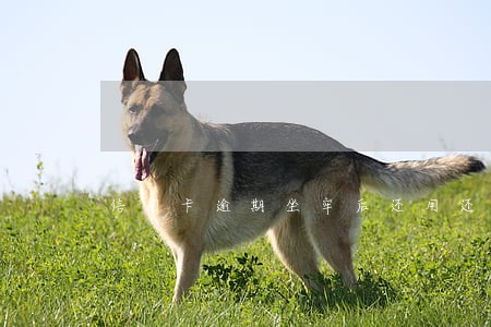 信用卡逾期坐牢后还用还款吗 信用卡逾期坐牢后还用还款吗