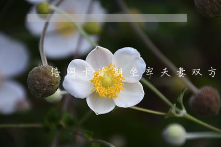 信用卡逾期坐牢夫妻双方 信用卡逾期坐牢夫妻双方