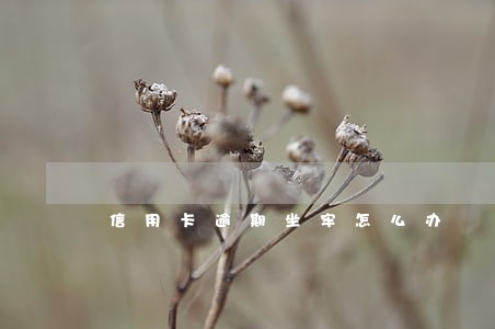 信用卡逾期坐牢怎么办 信用卡逾期坐牢怎么办