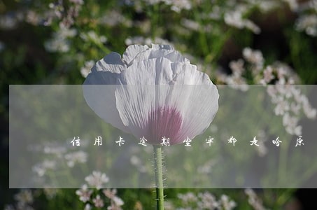信用卡逾期坐牢都是啥原因 信用卡逾期坐牢都是啥原因