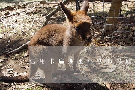 信用卡逾期坐高铁有影响没 信用卡逾期坐高铁有影响没