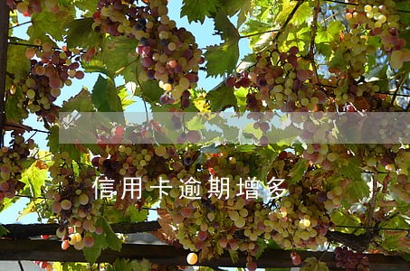 信用卡逾期增多 信用卡逾期增多