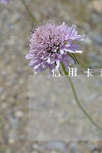 信用卡逾期处理后还可以用吗 信用卡逾期处理后还可以用吗