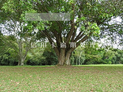 信用卡逾期处理方式 信用卡逾期处理方式