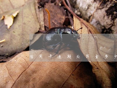信用卡逾期处罚金多少 信用卡逾期处罚金多少