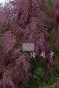 信用卡逾期备案是什么情况 信用卡逾期备案是什么情况