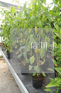 信用卡逾期复利如何计算公式 信用卡逾期复利如何计算公式