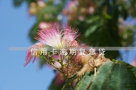 信用卡逾期复息贷 信用卡逾期复息贷