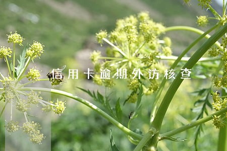 信用卡逾期外访核查 信用卡逾期外访核查