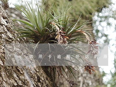 信用卡逾期外访的原因