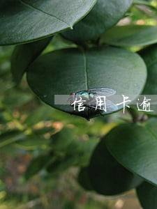 信用卡逾期外访调查组织的是 信用卡逾期外访调查组织的是
