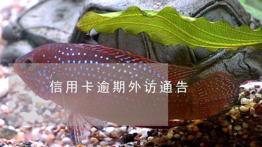 信用卡逾期外访通告