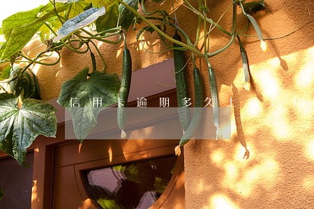 信用卡逾期多久上征信招行 信用卡逾期多久上征信招行