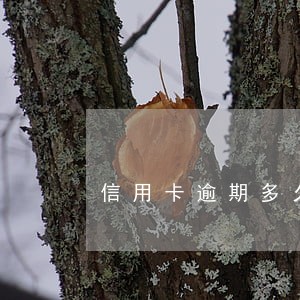信用卡逾期多久上征信黑名单 信用卡逾期多久上征信黑名单
