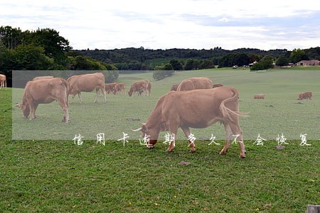 信用卡逾期多久不会恢复