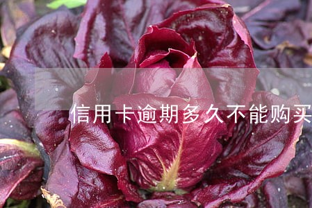 信用卡逾期多久不能购买飞机票