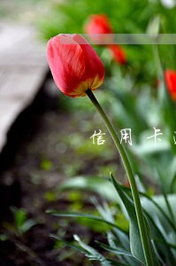 信用卡逾期多久不计算利息 信用卡逾期多久不计算利息