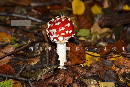 信用卡逾期多久不让使用 信用卡逾期多久不让使用