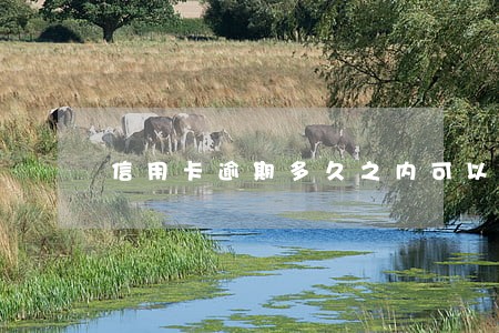 信用卡逾期多久之内可以代还 信用卡逾期多久之内可以代还