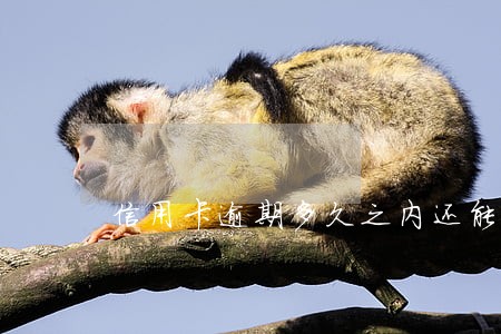 信用卡逾期多久之内还能刷