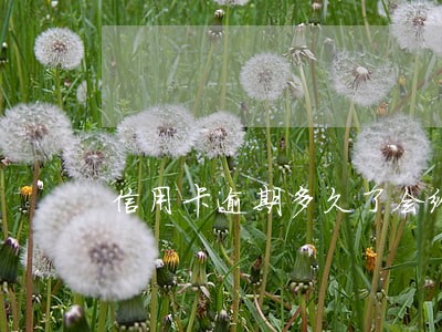 信用卡逾期多久了会给你减免 信用卡逾期多久了会给你减免