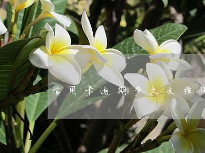 信用卡逾期多久交经侦 信用卡逾期多久交经侦