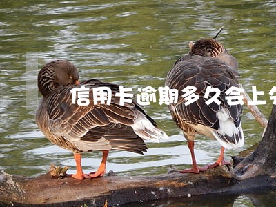 信用卡逾期多久会上失信